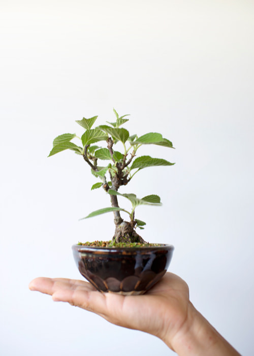 bonsai-1.jpg