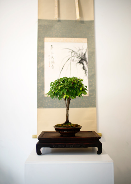 bonsai-3.jpg